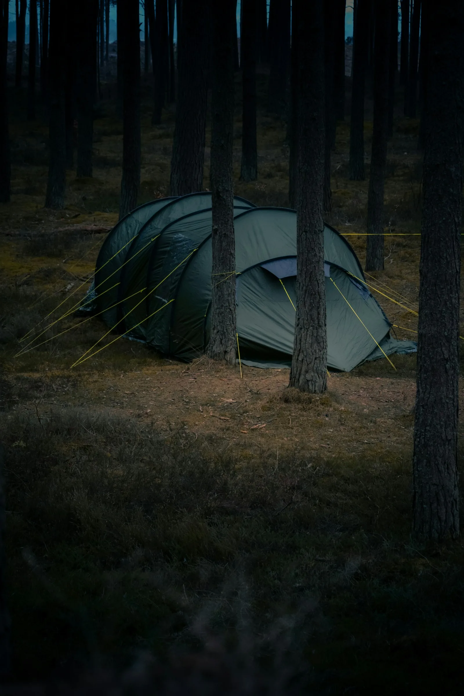 A dark green tent pitched among trees in a Scottish forest